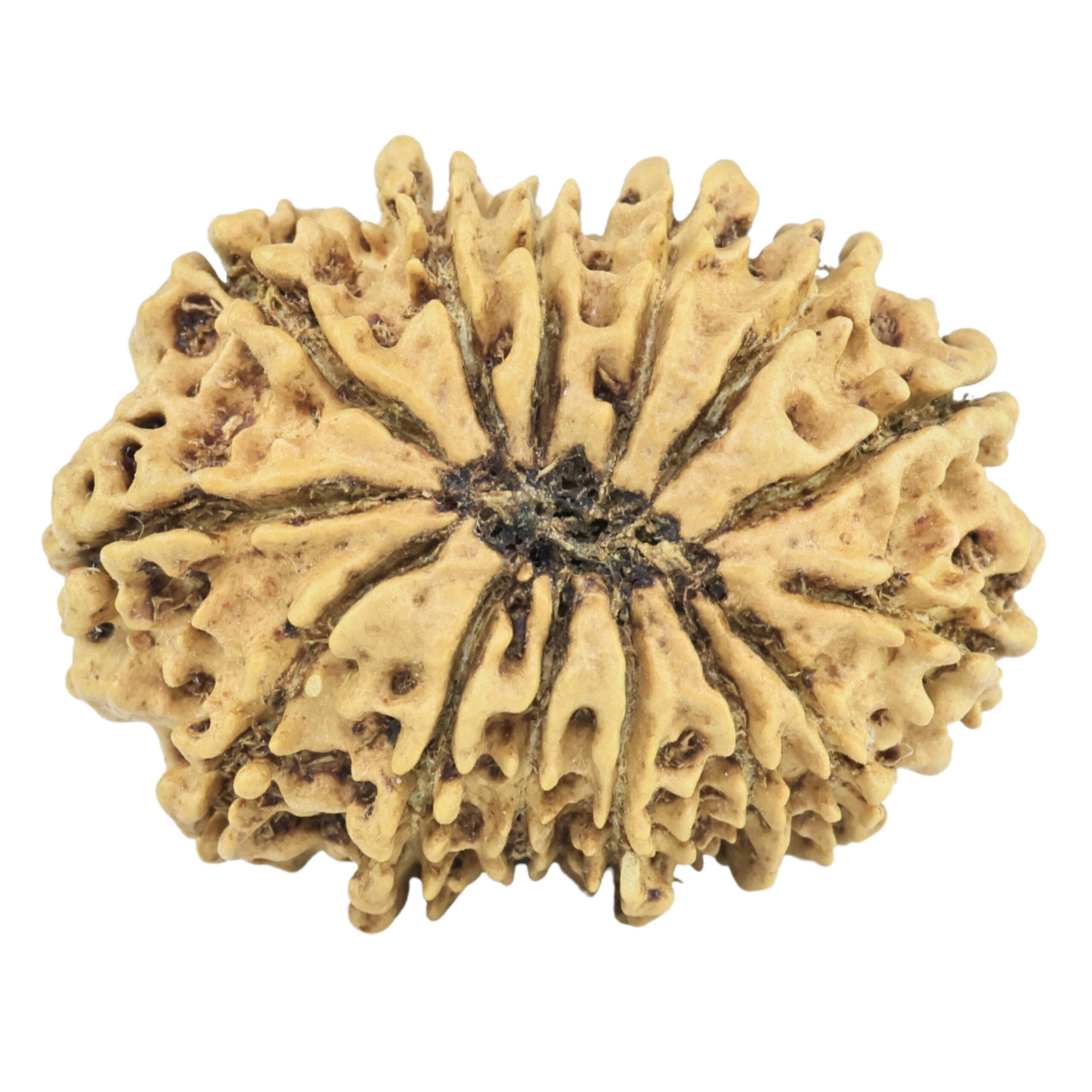 14 Mukhi Rudraksha 27.3mm 3.2gm - Rudraksha back