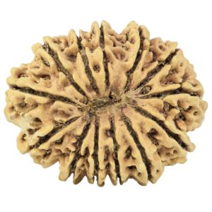 13 Mukhi Rudraksha 34.4mm 6.2gm - Rudraksha back