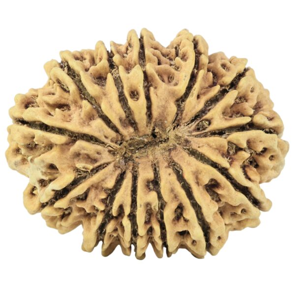 13 Mukhi Rudraksha 34.4mm 6.2gm - Rudraksha back