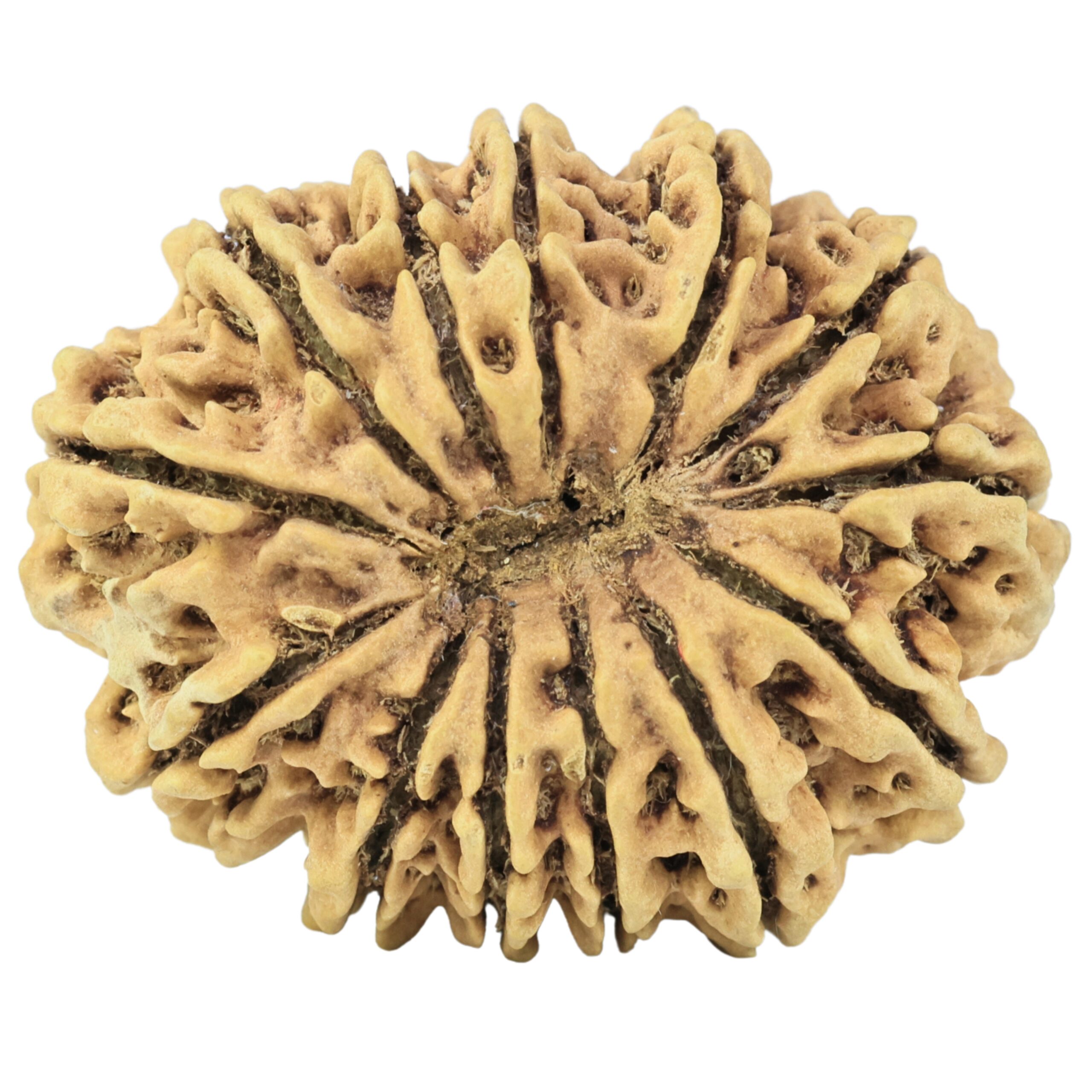 13 Mukhi Rudraksha 34.4mm 6.2gm - Rudraksha back