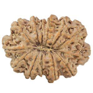 13 Mukhi Rudraksha 33mm 7gm - Rudraksha back