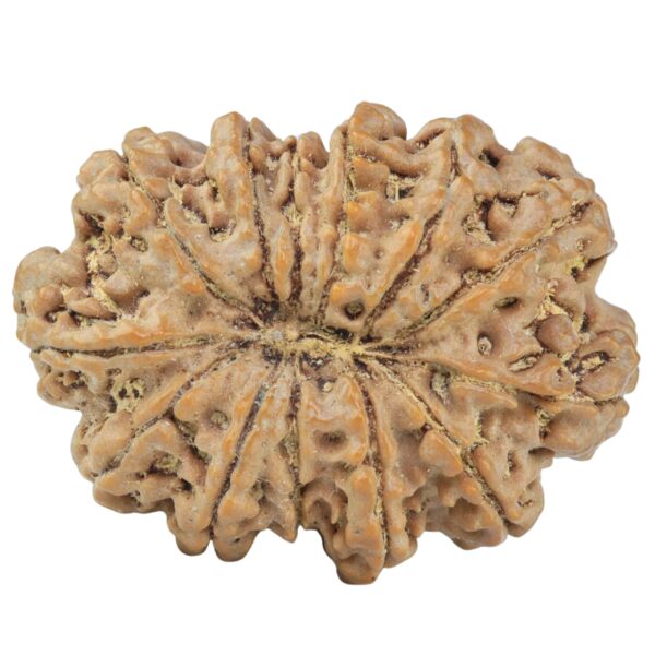 13 Mukhi Rudraksha 33mm 7gm - Rudraksha back