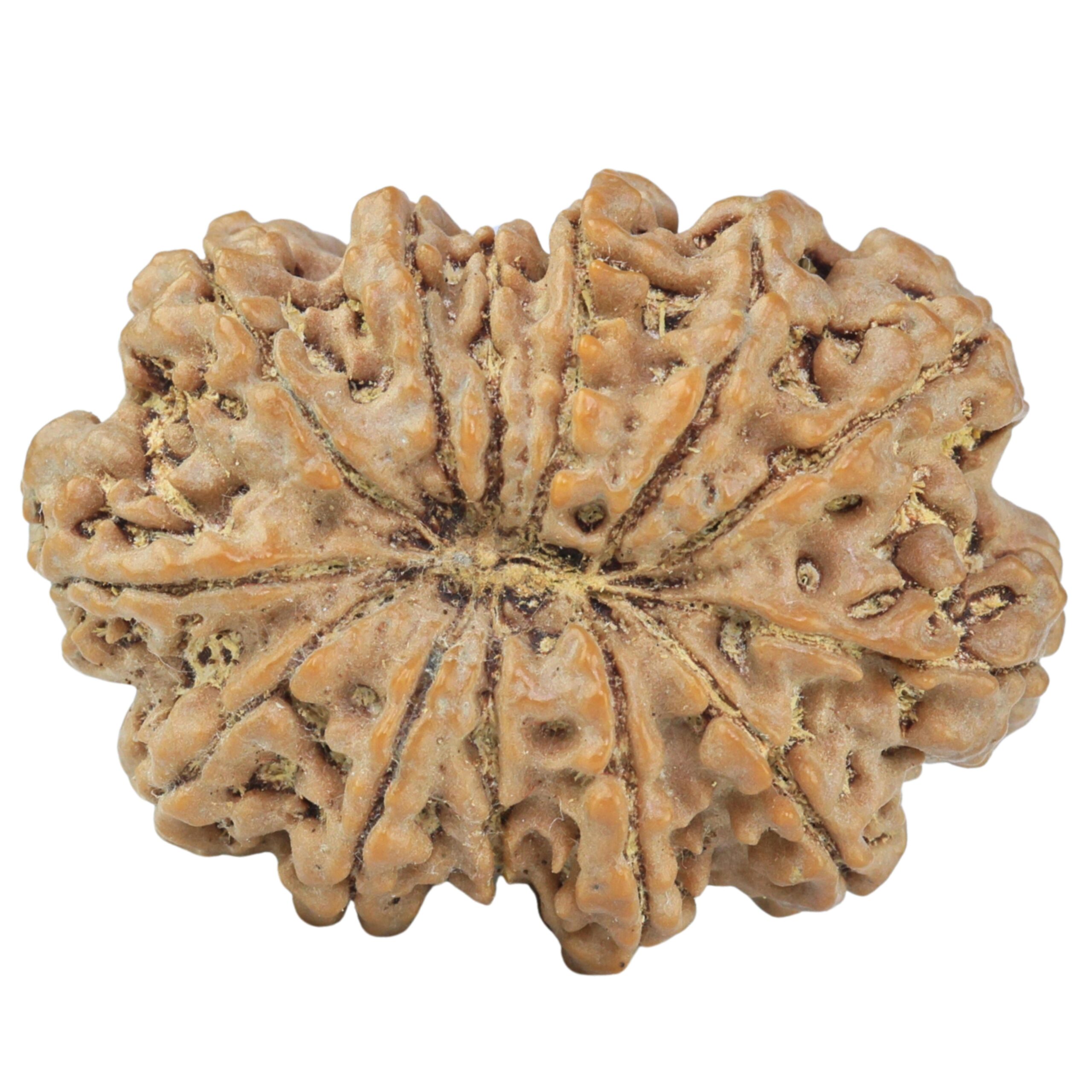 13 Mukhi Rudraksha 33mm 7gm - Rudraksha back