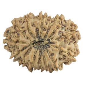 14 Mukhi Rudraksha 25.2mm 3.13gm - Rudraksha back