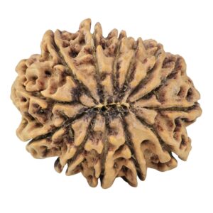 13 Mukhi Rudraksha 30.9mm 6.78gm - Rudraksha back