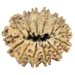 14 Mukhi Rudraksha 31.3mm 2.77gm - Rudraksha back