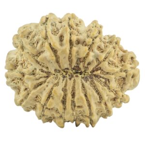 14 Mukhi Rudraksha 33.7mm 7.44gm - Rudraksha back