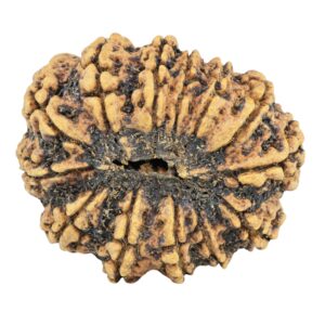 13 Mukhi Rudraksha 28.5mm 4.19gm - Rudraksha back