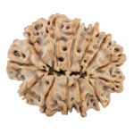 13 Mukhi Rudraksha 29.8mm 6.12gm - Rudraksha back