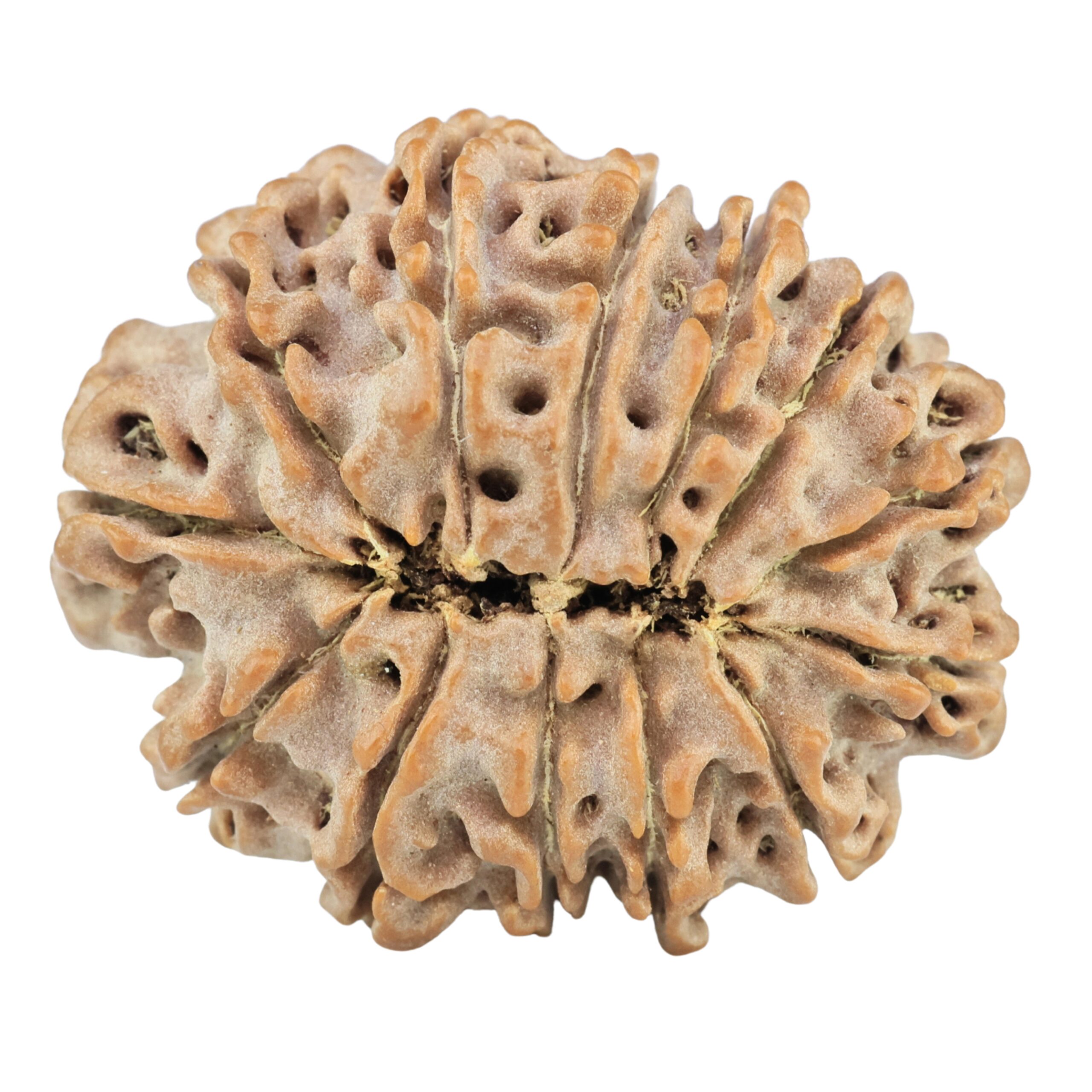 13 Mukhi Rudraksha 29.8mm 6.12gm - Rudraksha back