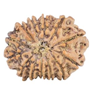 13 Mukhi Rudraksha 24.2mm 3.28gm - Rudraksha back