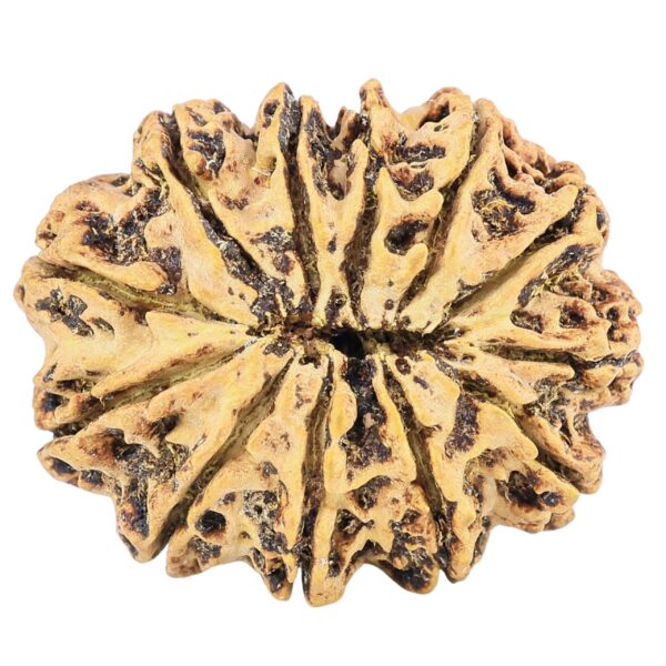 12 Mukhi Rudraksha 30.6mm 5.6gm - Rudraksha back
