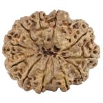 12 Mukhi Rudraksha 29mm 4.29gm - Rudraksha back