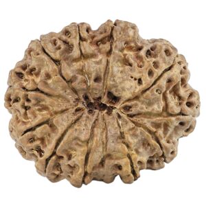 12 Mukhi Rudraksha 29mm 4.29gm - Rudraksha back