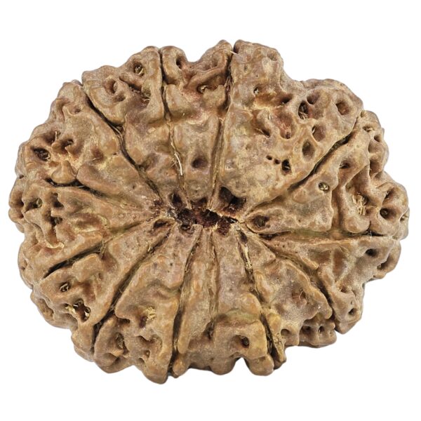 12 Mukhi Rudraksha 29mm 4.29gm - Rudraksha back