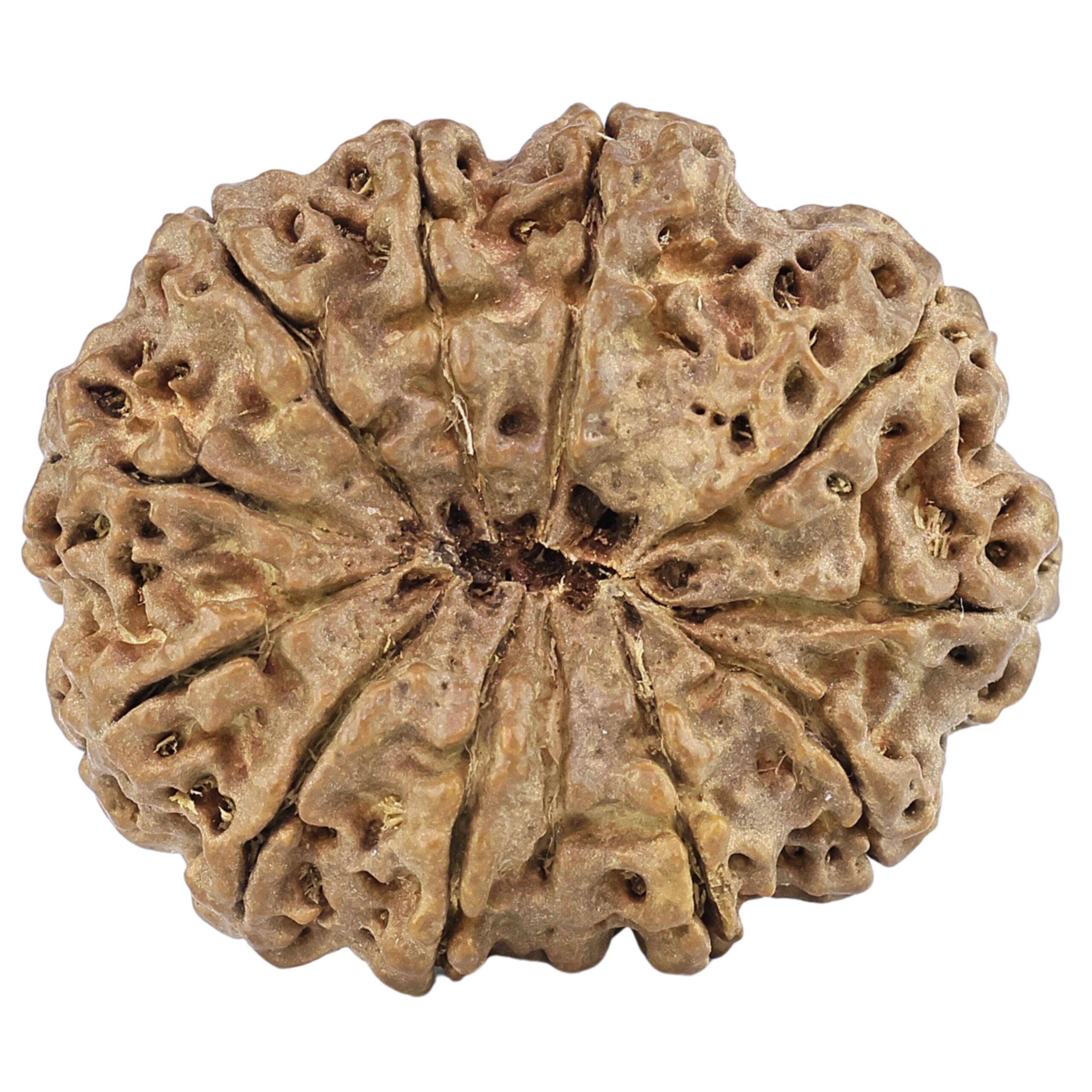 12 Mukhi Rudraksha 29mm 4.29gm - Rudraksha back