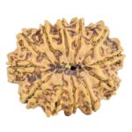 12 Mukhi Rudraksha 31.3mm 7gm - Rudraksha back