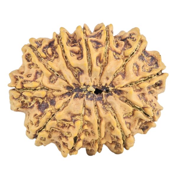 12 Mukhi Rudraksha 31.3mm 7gm - Rudraksha back