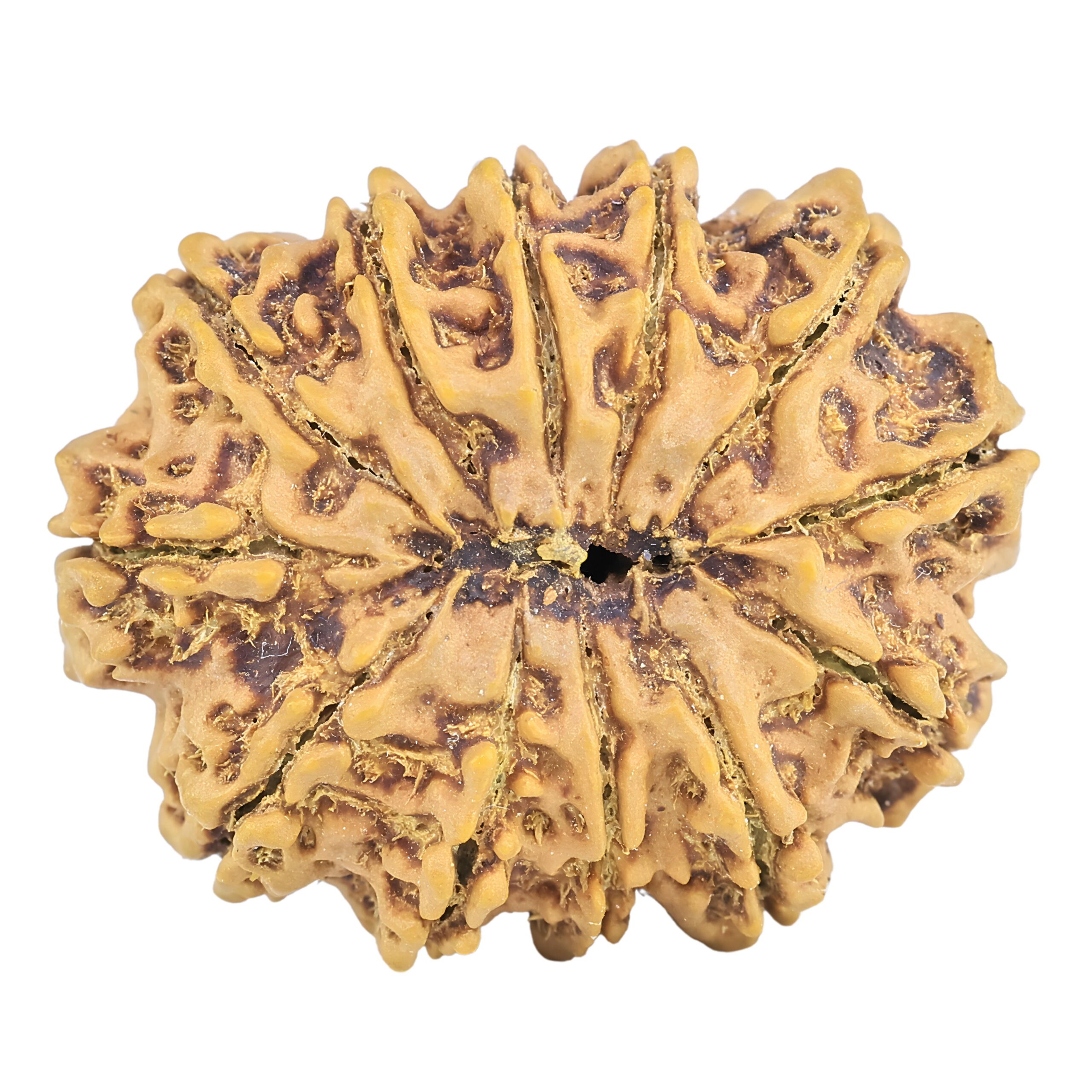 12 Mukhi Rudraksha 31.3mm 7gm - Rudraksha back