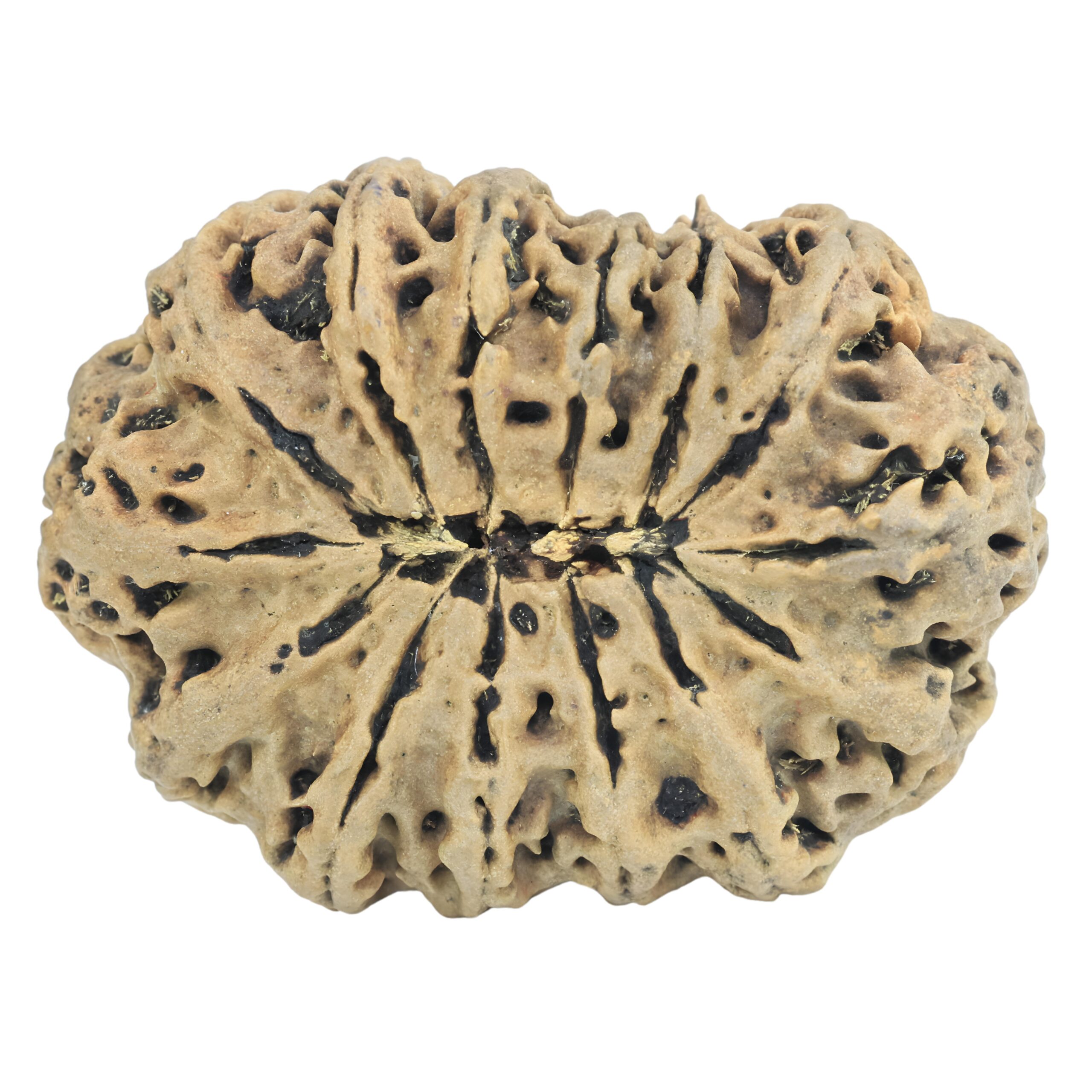 14 Mukhi Rudraksha 35.8mm 3.87gm - Rudraksha back