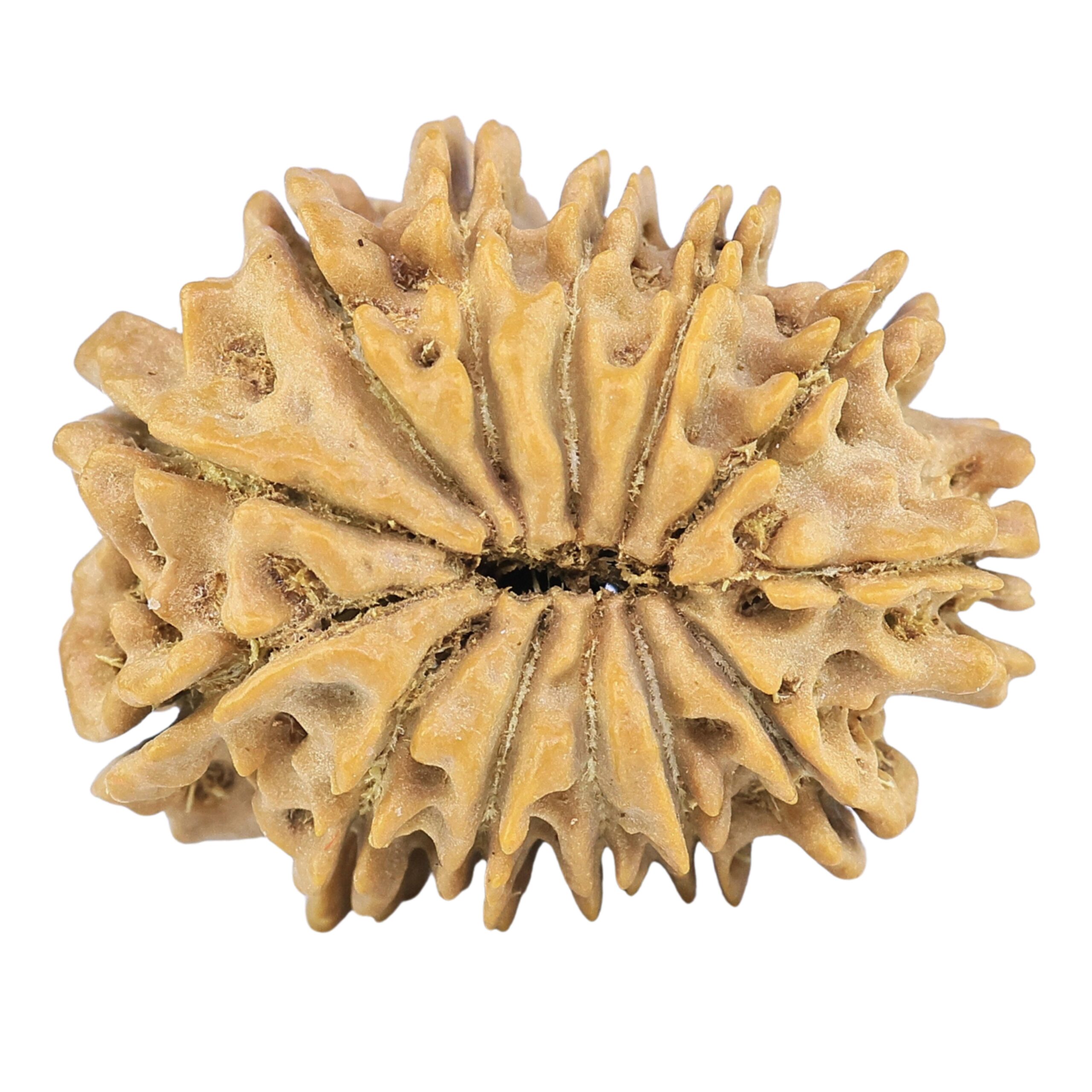 13 Mukhi Rudraksha 23.8mm 2.83gm - Rudraksha back