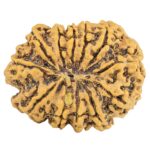 12 Mukhi Rudraksha 29mm 4.7gm - Rudraksha back