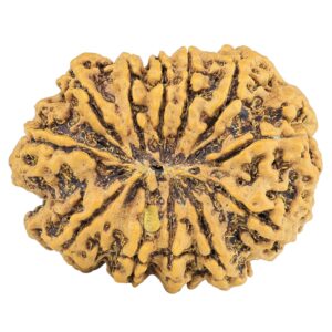 12 Mukhi Rudraksha 29mm 4.7gm - Rudraksha back