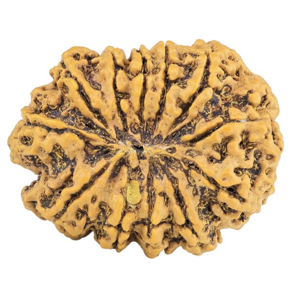 12 Mukhi Rudraksha 29mm 4.7gm - Rudraksha back