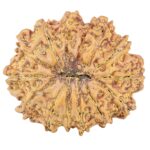 13 Mukhi Rudraksha 30.6mm 6.3gm - Rudraksha back