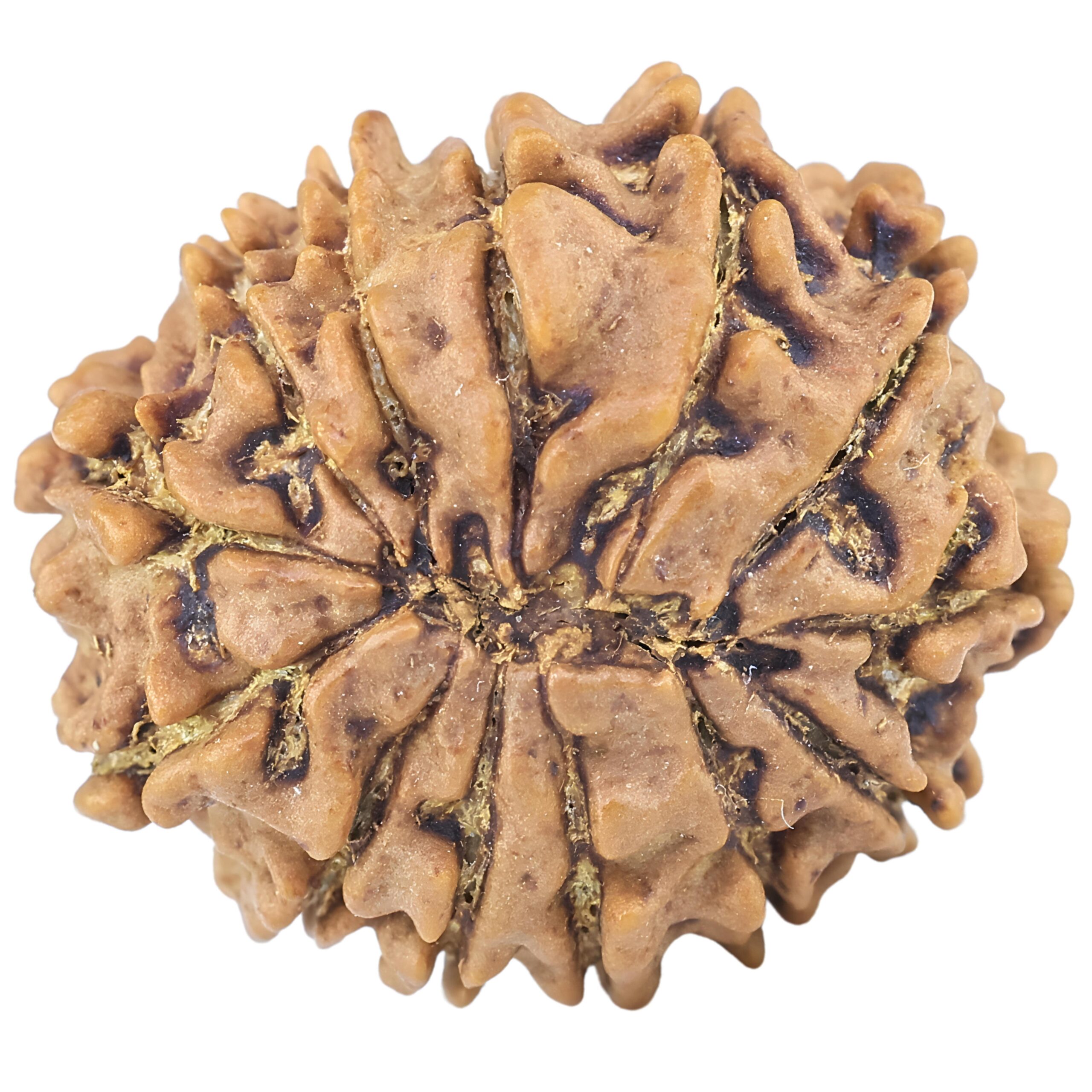 13 Mukhi Rudraksha 21.5mm 2.57gm - Rudraksha back