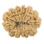 13 Mukhi Rudraksha 36.4mm 9.82gm - Rudraksha back