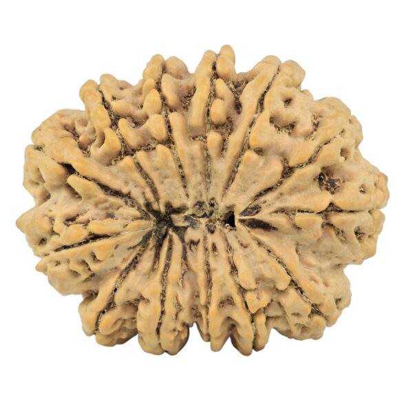 13 Mukhi Rudraksha 36.4mm 9.82gm - Rudraksha back