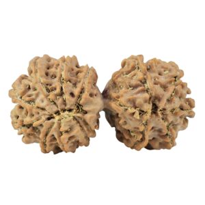 14 Mukhi Gaurishankar 34.7mm 5.19gm - Rudraksha back