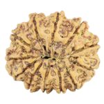12 Mukhi Rudraksha 31.3mm 6.73gm - Rudraksha back