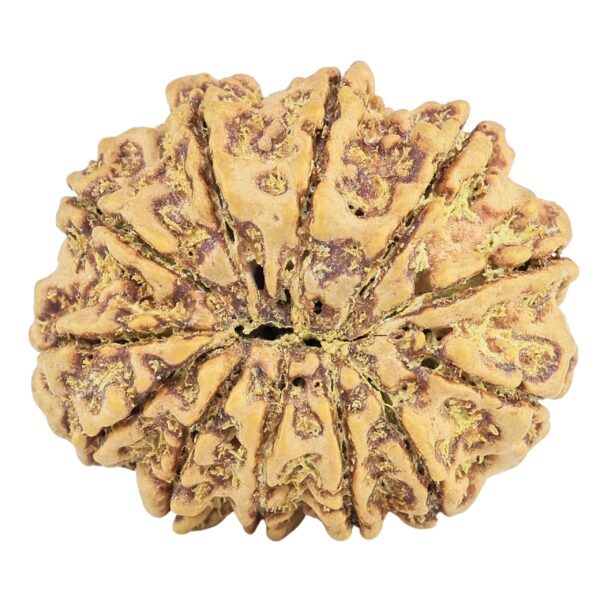 12 Mukhi Rudraksha 31.3mm 6.73gm - Rudraksha back