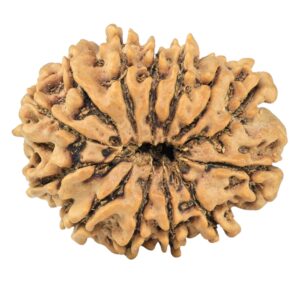 13 Mukhi Rudraksha 32.6mm 6.25gm - Rudraksha back