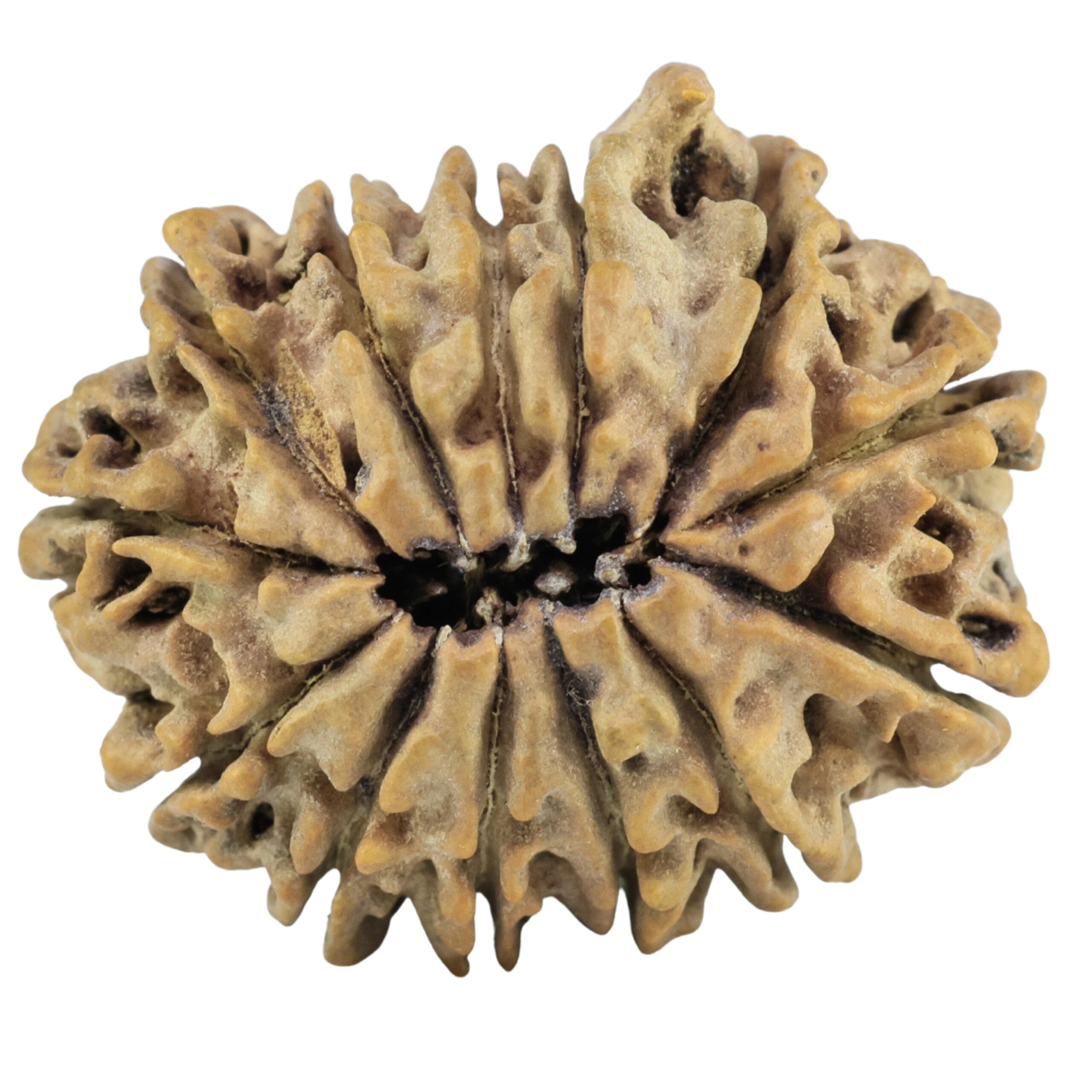 13 Mukhi Ganesh 26.7mm 3.69gm - Rudraksha back