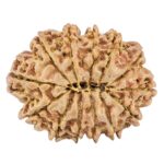 13 Mukhi Rudraksha 31.4mm 6.25gm - Origin: Nepal - Rudraksha back
