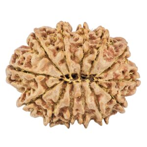 13 Mukhi Rudraksha 31.4mm 6.25gm - Origin: Nepal - Rudraksha back