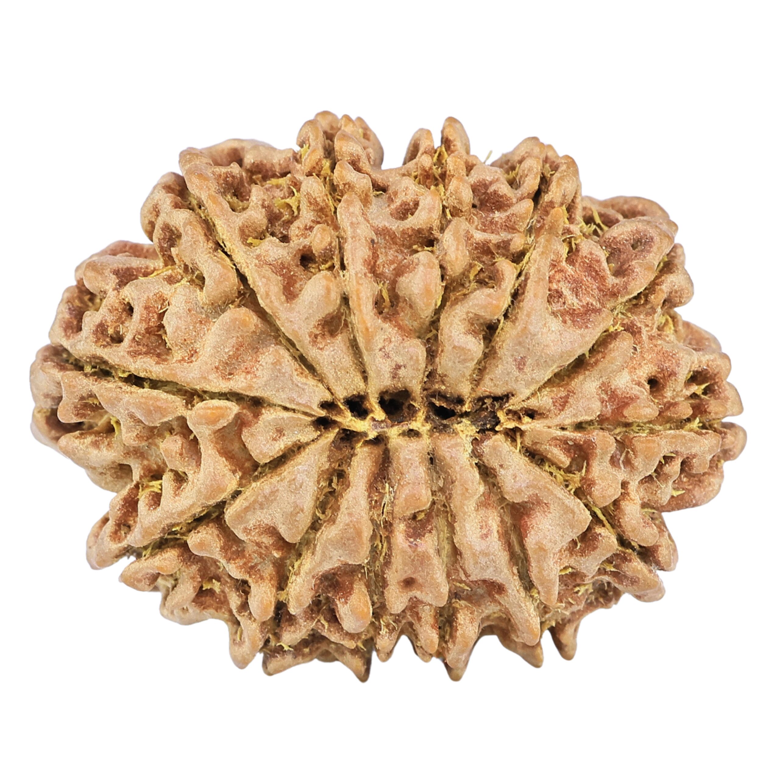 13 Mukhi Rudraksha 31.4mm 6.25gm - Origin: Nepal - Rudraksha back