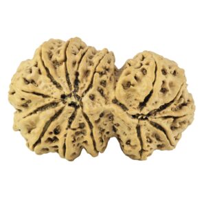 14 Mukhi Gaurishankar 38.6mm 7.72gm - Rudraksha back