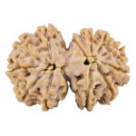 13 Mukhi Gaurishankar 28.6mm 4.53gm - Rudraksha back