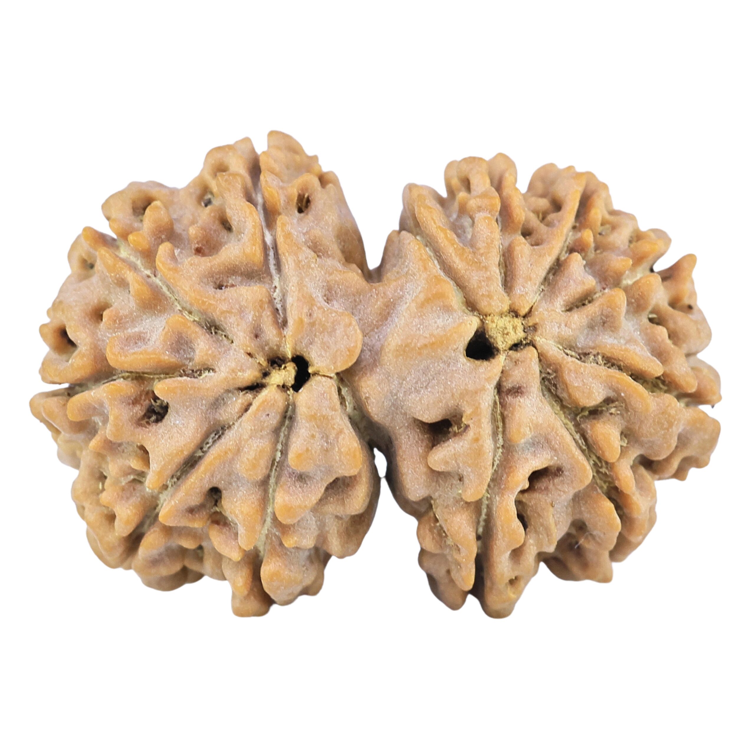 13 Mukhi Gaurishankar 28.6mm 4.53gm - Rudraksha back