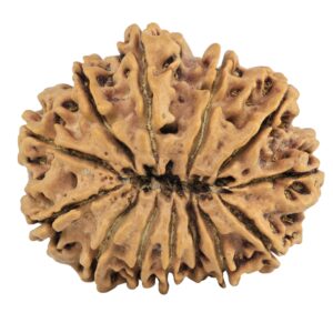 13 Mukhi Rudraksha 31.3mm 6.75gm - Rudraksha back