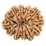 12 Mukhi Rudraksha 32.3mm 6.23gm - Rudraksha back