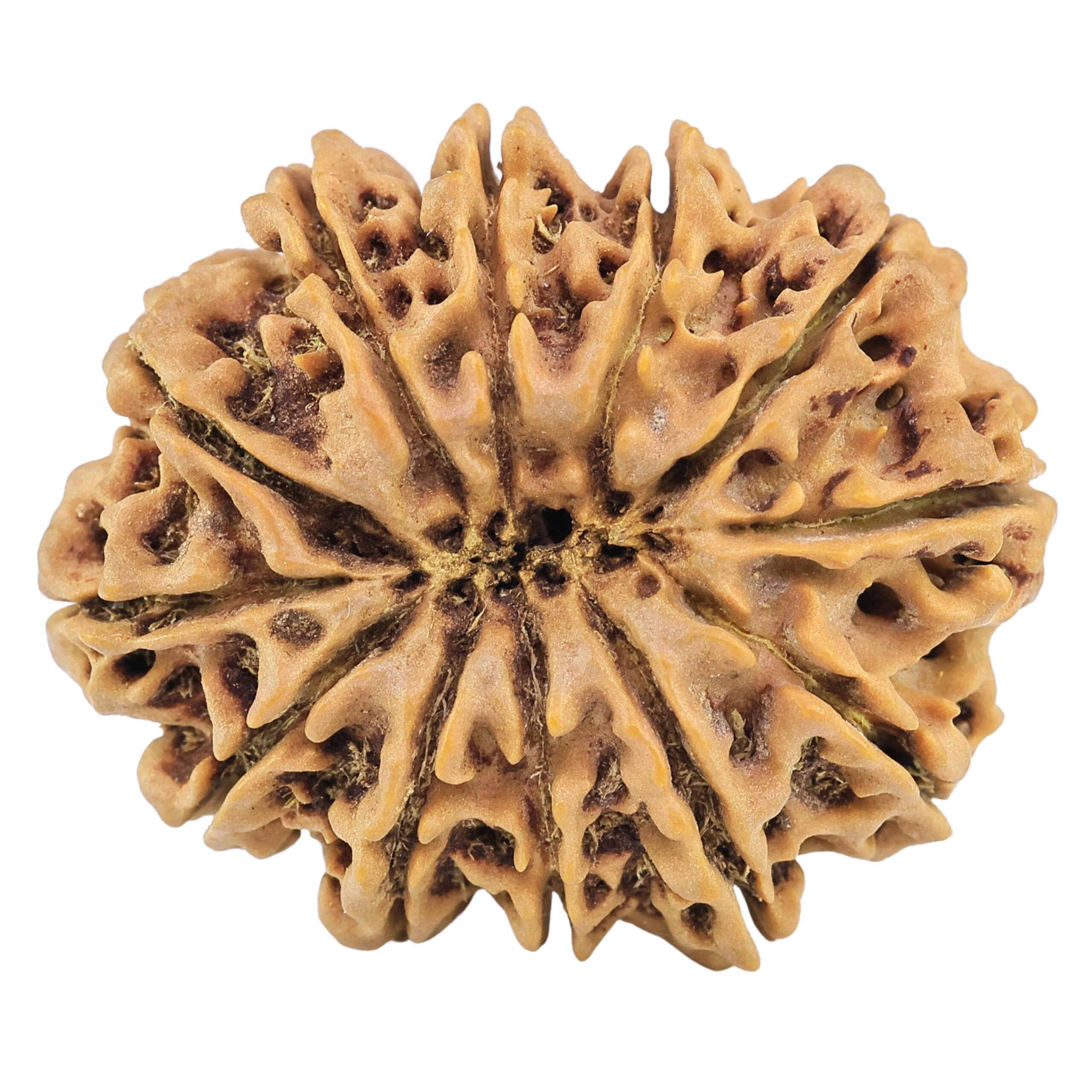 12 Mukhi Rudraksha 32.3mm 6.23gm - Rudraksha back