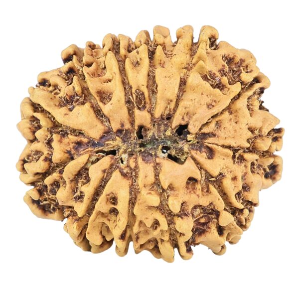 12 Mukhi Rudraksha 26.8mm 3.85gm - Rudraksha back