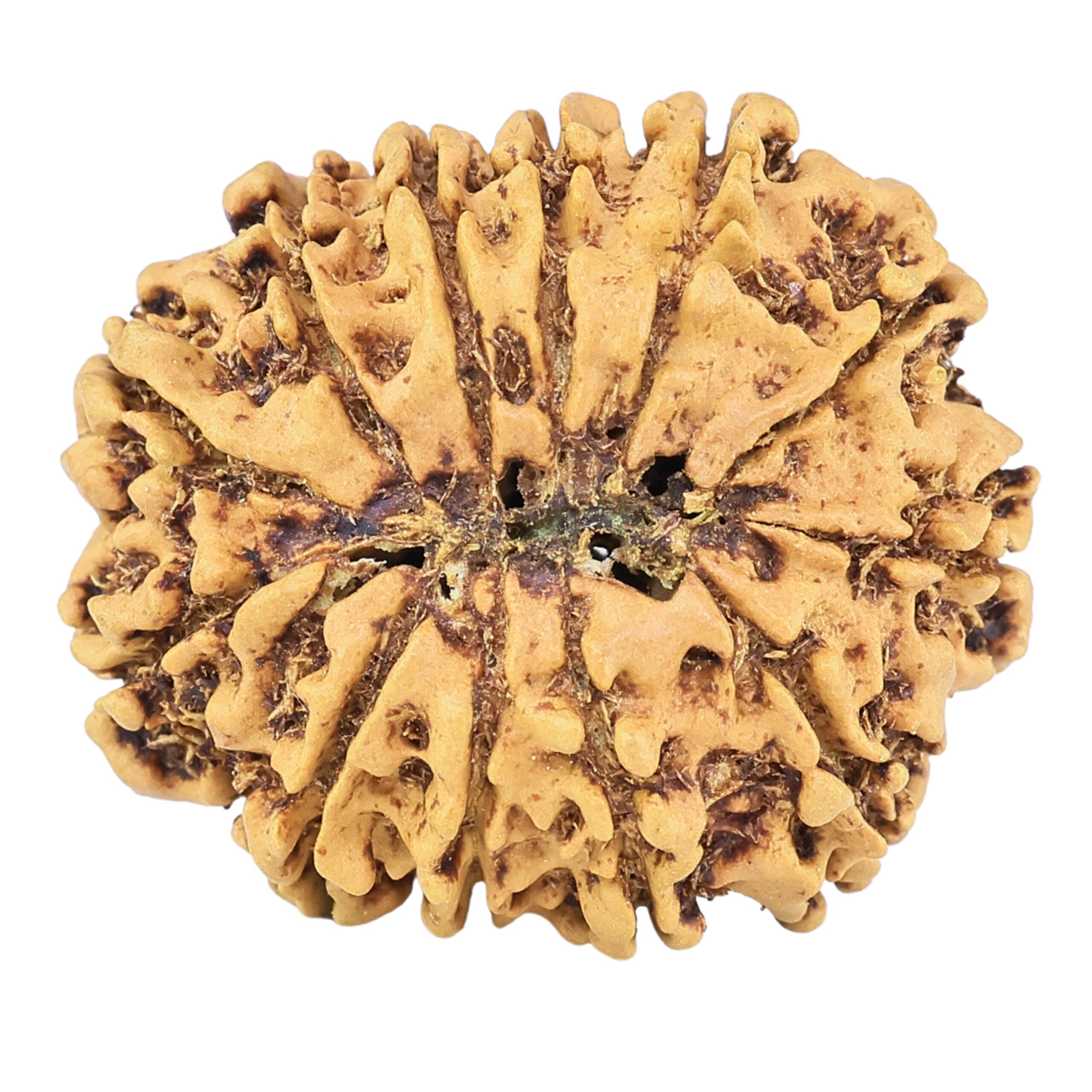 12 Mukhi Rudraksha 26.8mm 3.85gm - Rudraksha back