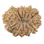 13 Mukhi Rudraksha 32mm 6.91gm - Rudraksha back
