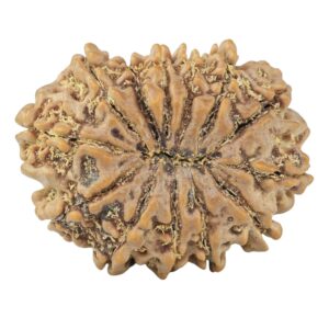 13 Mukhi Rudraksha 32mm 6.91gm - Rudraksha back